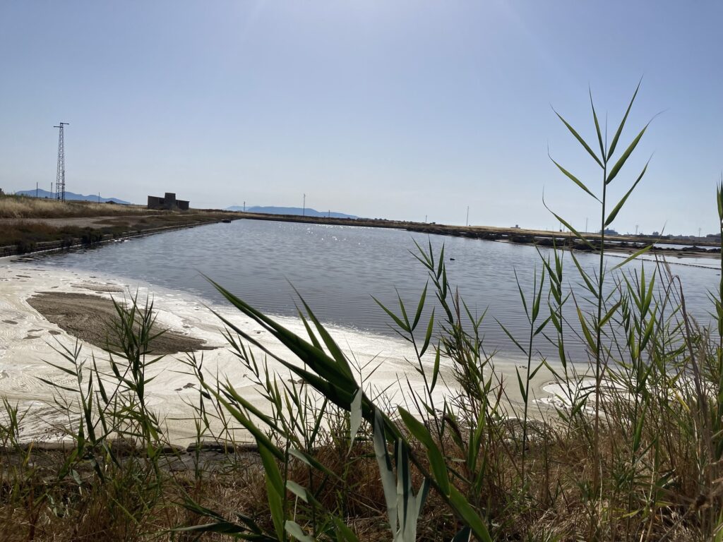 Salzbecken der Salinen von Trapani mit Wasserflächen, Schilf und traditioneller Salzgewinnungslandschaft an der sizilianischen Küste.